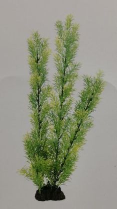 Picture of AD TALL PLANT 1