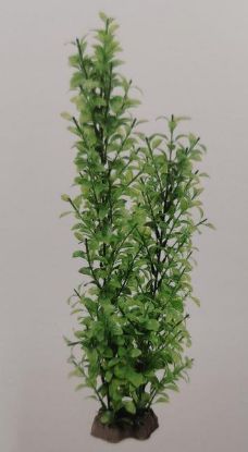 Picture of AD TALL PLANT 2