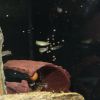 Picture of JBL PRONOVO KILLIFISH GRANO S 100ml CLICK