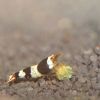 Picture of JBL PRONOVO SHRIMPS GRANO S 100ml CLICK