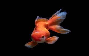 Εικόνα για την κατηγορία ΨΑΡΙΑ