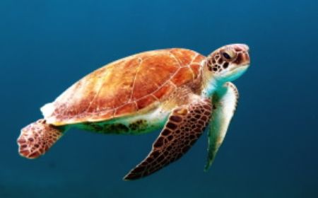 Picture for category TURTLE