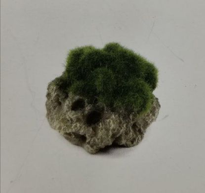 Picture of AD ROCK MOSS 7.3 cm