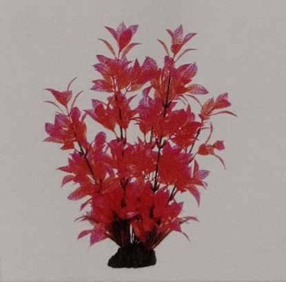 Picture of AD HIGH PLANT RED