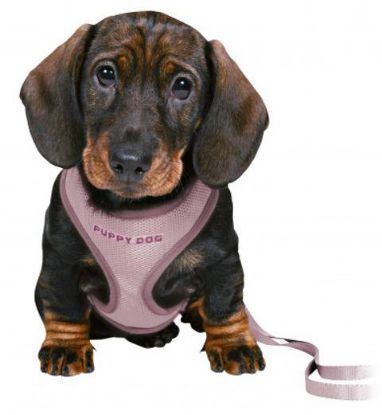 Picture of Junior puppy soft harness with leash, 26–34 cm/10 mm, 2.00 m, light lilac