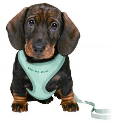 Picture of Junior puppy soft harness with leash, 26–34 cm/10 mm, 2.00 m, mint