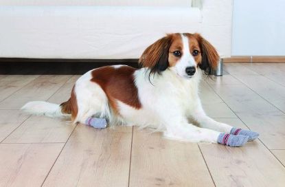 Picture of Dog socks, non-slip, XS–S, 2 pcs, grey
