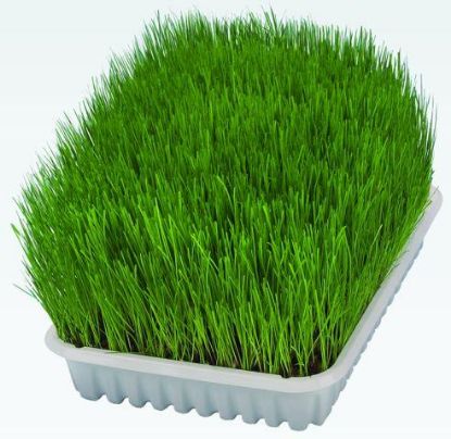 Picture of Cat grass dish, bowl/approx. 100 g