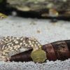 Εικόνα της JBL PRONOVO PLECO WAFER M 100ml