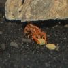 Εικόνα της JBL PRONOVO CRABS WAFER M 100ml