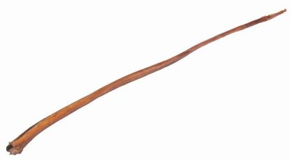 Picture of Bull pizzle, dried, 70–80 cm