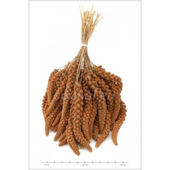 Εικόνα της FINE PET SENEGALESE MILLET RED EARS 200g