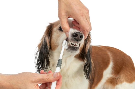 Εικόνα της 3-headed toothbrush, dog/cat, 18 cm, white/grey