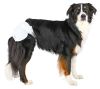 Εικόνα της Diapers for dogs, L, 12 pcs